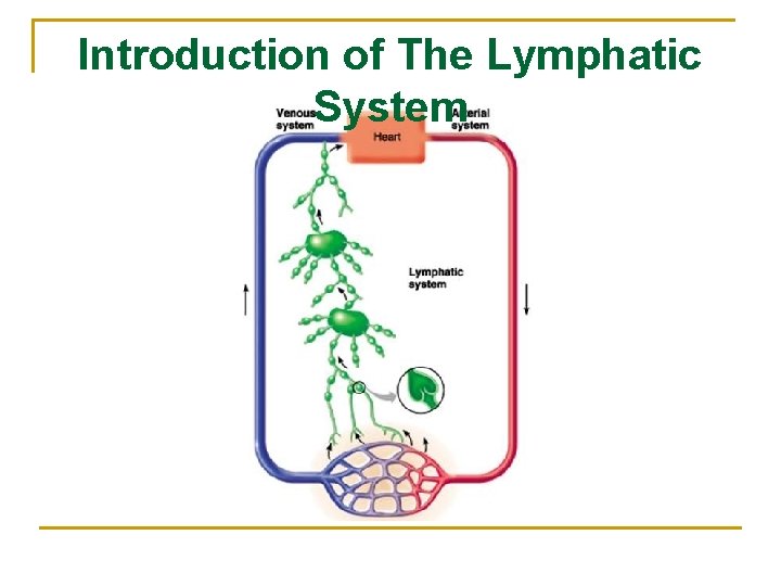 Introduction of The Lymphatic System 