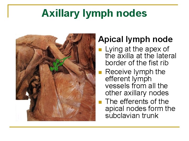 Axillary lymph nodes Apical lymph node n n n Lying at the apex of
