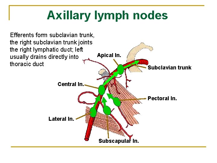 Axillary Lymph Nodes Armpit