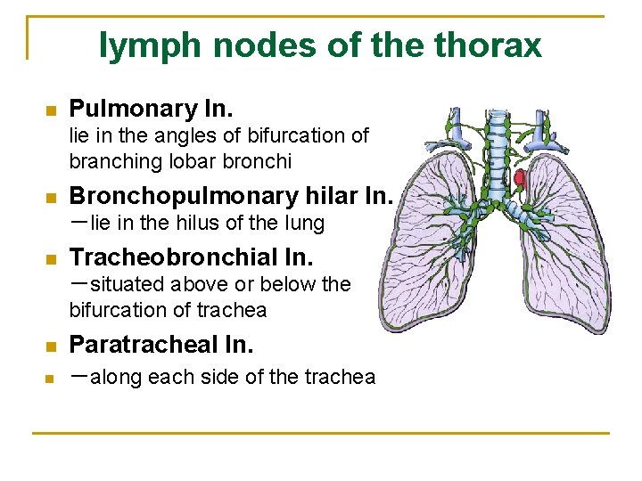 lymph nodes of the thorax n Pulmonary ln. lie in the angles of bifurcation