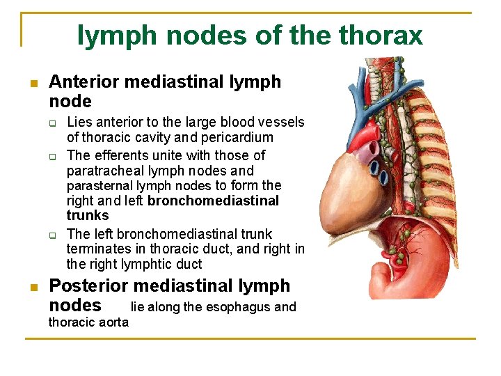 lymph nodes of the thorax n Anterior mediastinal lymph node q q q n