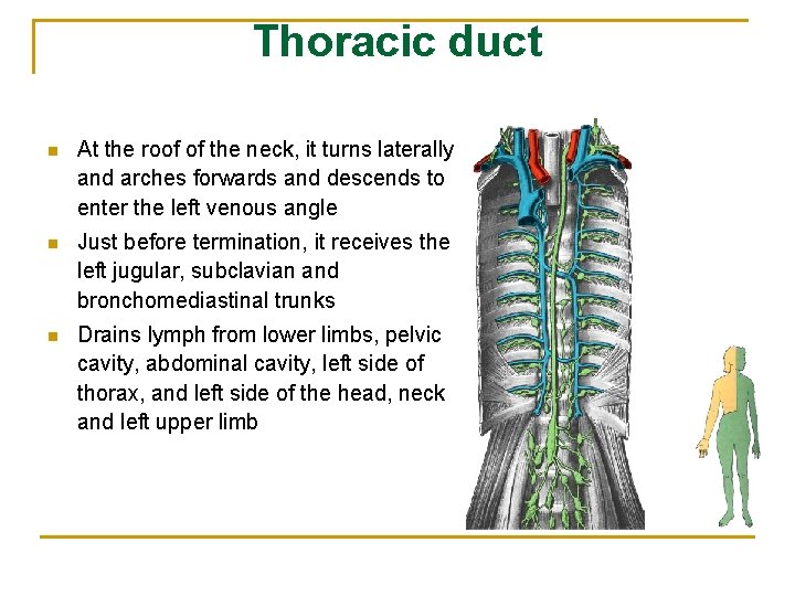 Thoracic duct n At the roof of the neck, it turns laterally and arches