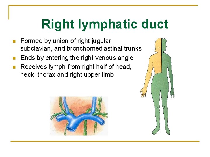 Right lymphatic duct n n n Formed by union of right jugular, subclavian, and