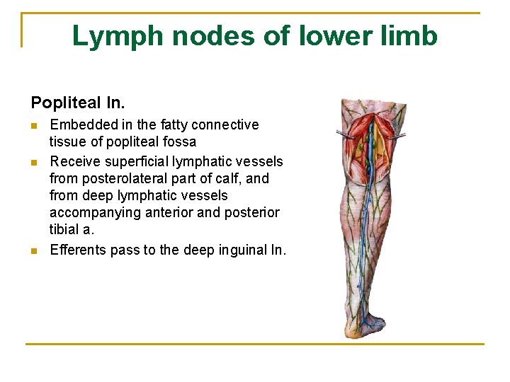 Lymph nodes of lower limb Popliteal ln. n n n Embedded in the fatty