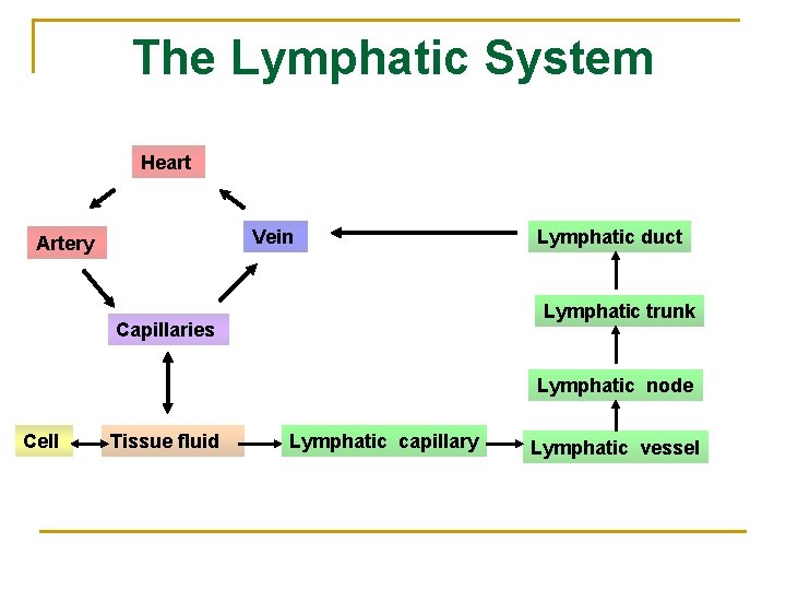 The Lymphatic System Heart Vein Artery Lymphatic duct Lymphatic trunk Capillaries Lymphatic node Cell