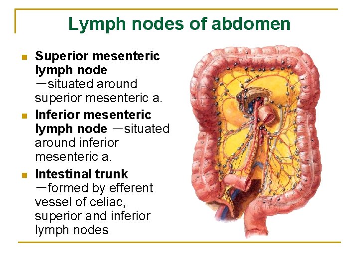 Lymph nodes of abdomen n Superior mesenteric lymph node －situated around superior mesenteric a.