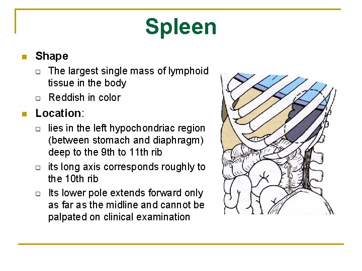 Spleen n Shape q q n The largest single mass of lymphoid tissue in