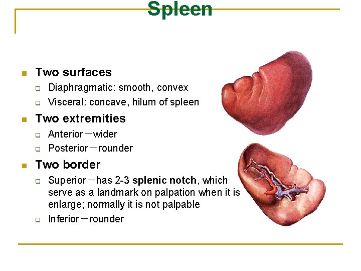 Spleen n Two surfaces q q n Two extremities q q n Diaphragmatic: smooth,