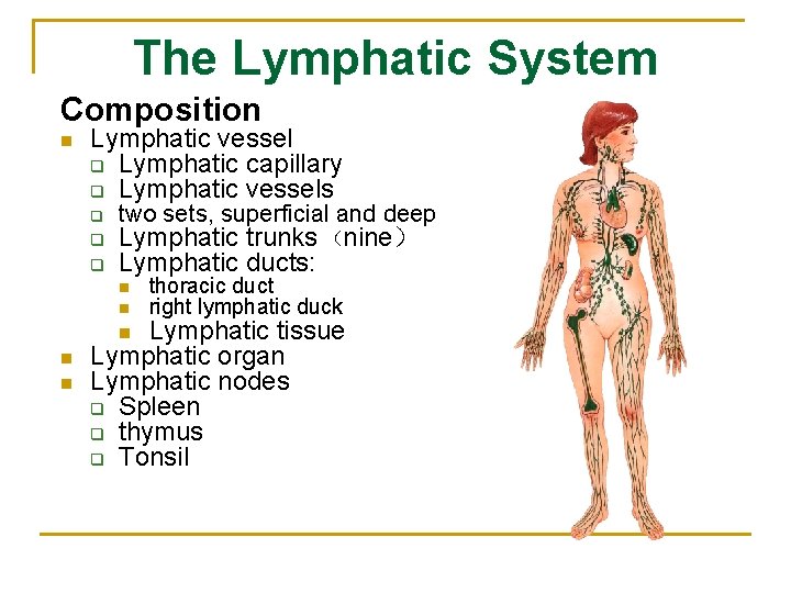 The Lymphatic System Composition n Lymphatic vessel q Lymphatic capillary q Lymphatic vessels q