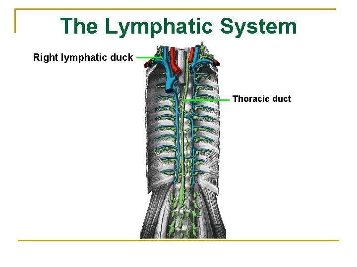 The Lymphatic System Right lymphatic duck Thoracic duct 