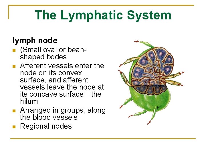 The Lymphatic System lymph node n n (Small oval or beanshaped bodes Afferent vessels