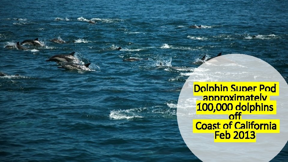 Dolphin Super Pod approximately 100, 000 dolphins off Coast of California Feb 2013 