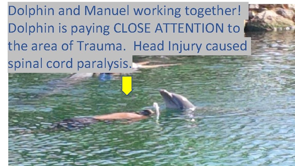 Dolphin and Manuel working together! Dolphin is paying CLOSE ATTENTION to the area of