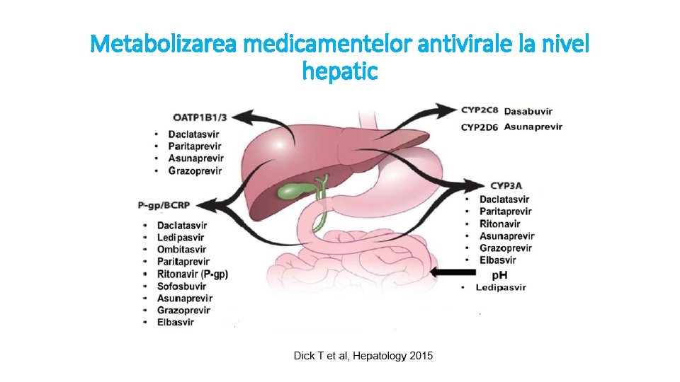 Metabolizarea medicamentelor antivirale la nivel hepatic 