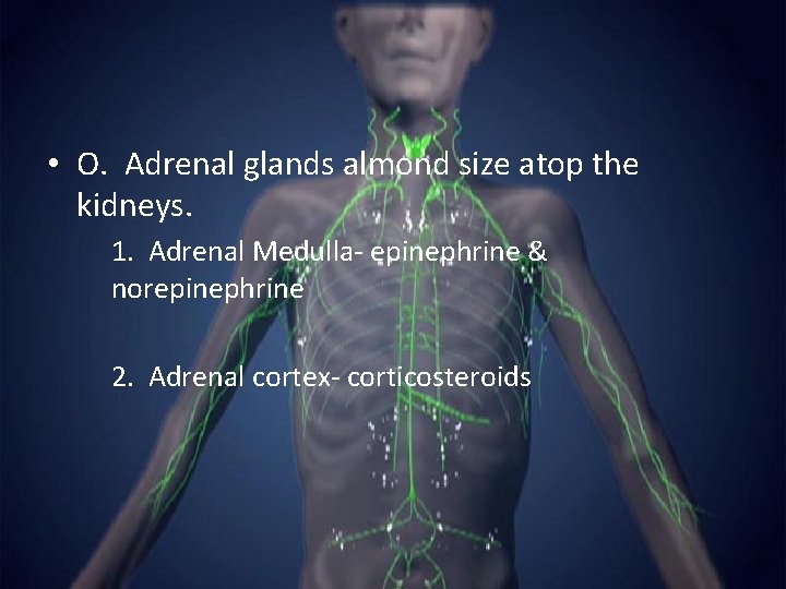  • O. Adrenal glands almond size atop the kidneys. 1. Adrenal Medulla- epinephrine