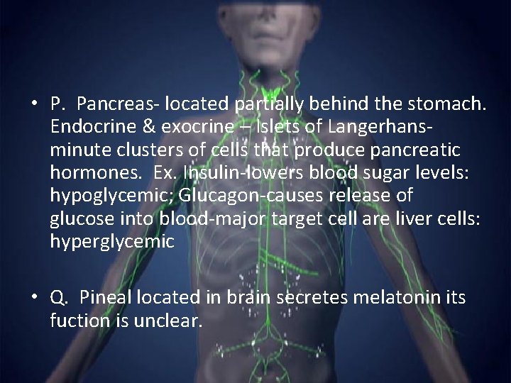  • P. Pancreas- located partially behind the stomach. Endocrine & exocrine – Islets