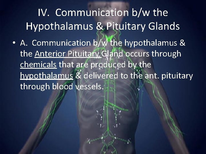 IV. Communication b/w the Hypothalamus & Pituitary Glands • A. Communication b/w the hypothalamus