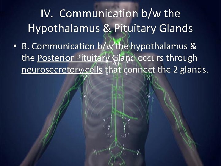 IV. Communication b/w the Hypothalamus & Pituitary Glands • B. Communication b/w the hypothalamus