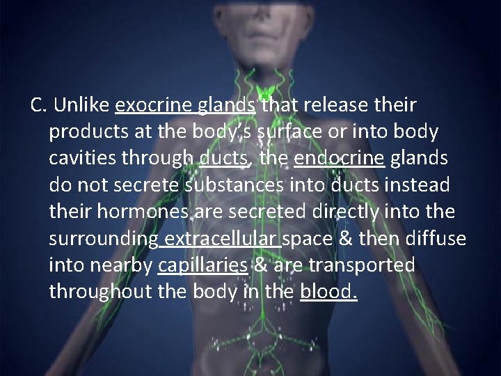 C. Unlike exocrine glands that release their products at the body’s surface or into
