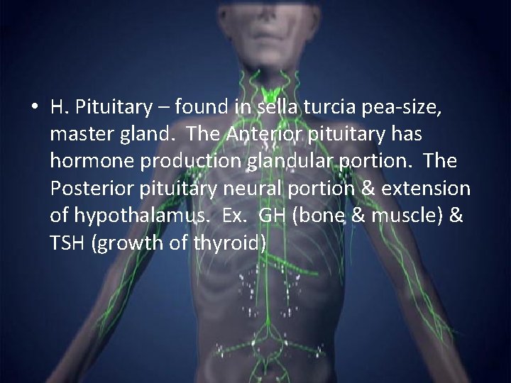  • H. Pituitary – found in sella turcia pea-size, master gland. The Anterior