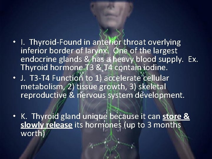  • I. Thyroid-Found in anterior throat overlying inferior border of larynx. One of