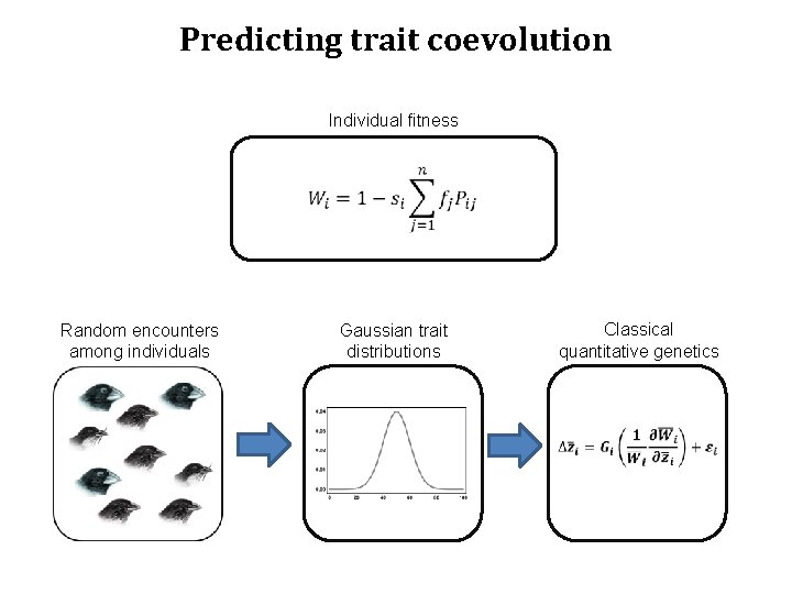 Predicting trait coevolution Individual fitness Random encounters among individuals Gaussian trait distributions Classical quantitative