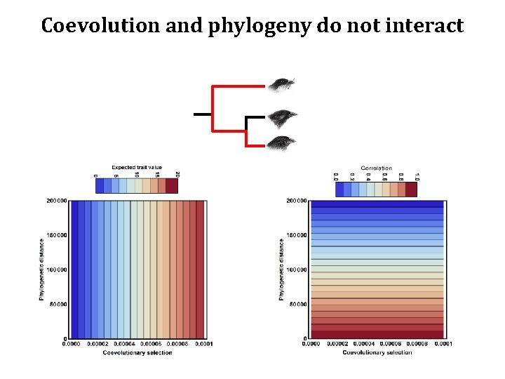 Coevolution and phylogeny do not interact 