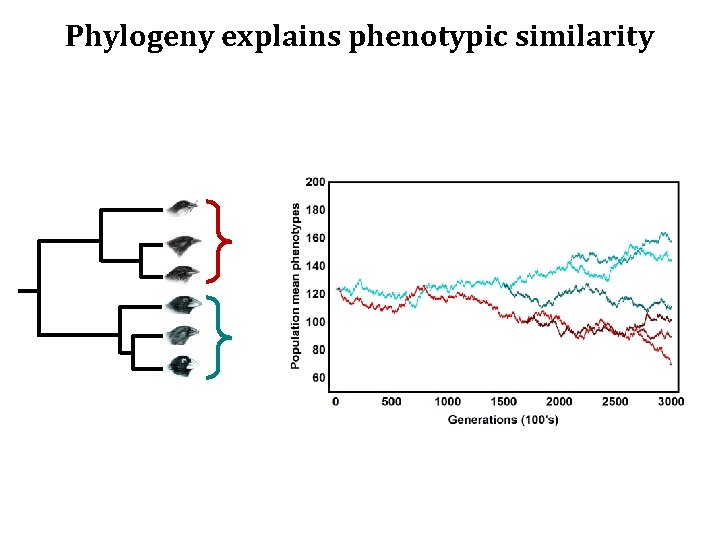 Phylogeny explains phenotypic similarity 