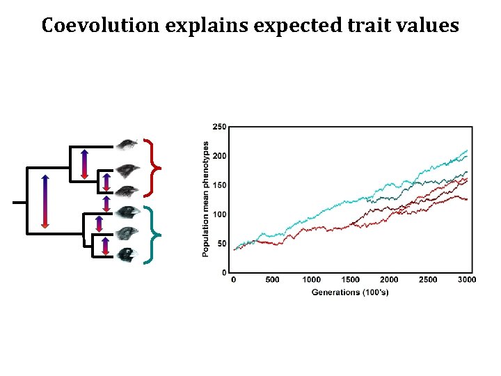 Coevolution explains expected trait values 