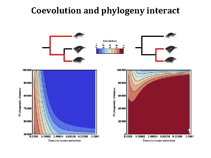 Coevolution and phylogeny interact 