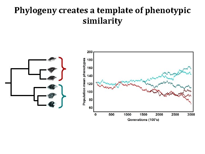 Phylogeny creates a template of phenotypic similarity 