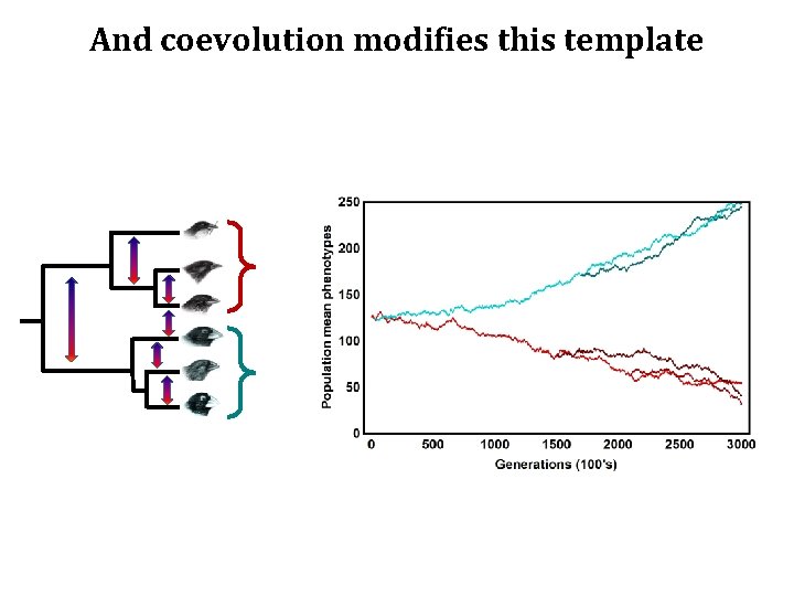 And coevolution modifies this template 