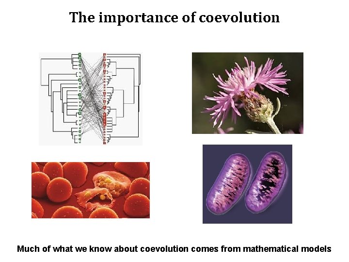 The importance of coevolution Much of what we know about coevolution comes from mathematical