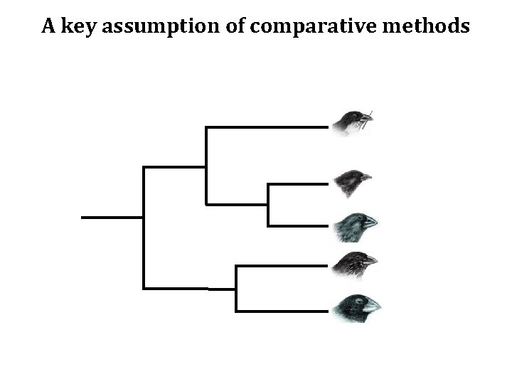 A key assumption of comparative methods 