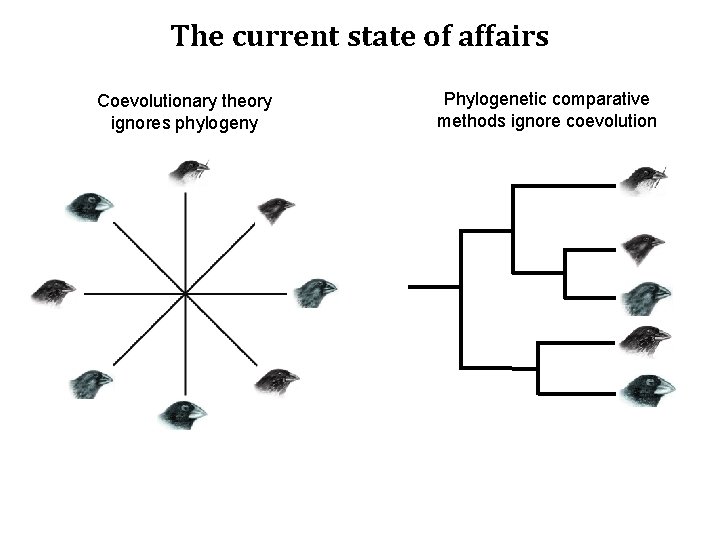 The current state of affairs Coevolutionary theory ignores phylogeny Phylogenetic comparative methods ignore coevolution