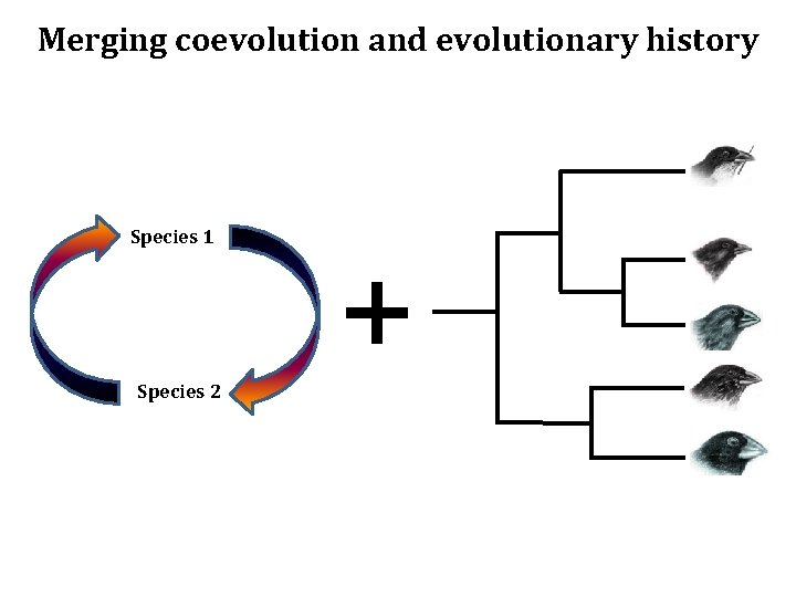 Merging coevolution and evolutionary history Species 1 Species 2 + 