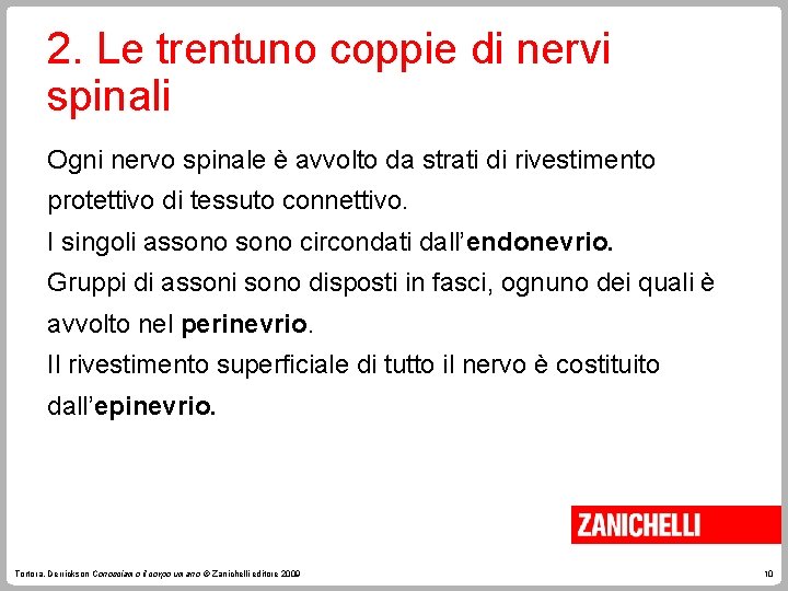 2. Le trentuno coppie di nervi spinali Ogni nervo spinale è avvolto da strati