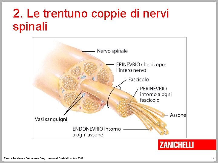 2. Le trentuno coppie di nervi spinali Tortora, Derrickson Conosciamo il corpo umano ©