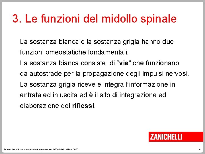 3. Le funzioni del midollo spinale La sostanza bianca e la sostanza grigia hanno