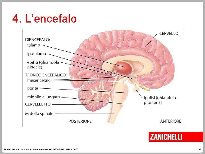 4. L’encefalo Tortora, Derrickson Conosciamo il corpo umano © Zanichelli editore 2009 17 