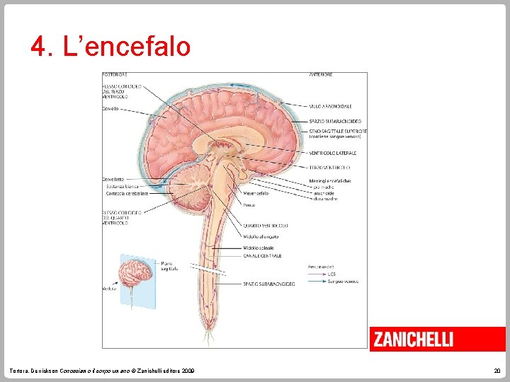 4. L’encefalo Tortora, Derrickson Conosciamo il corpo umano © Zanichelli editore 2009 20 