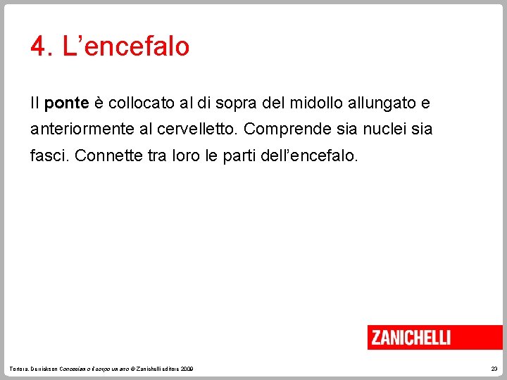 4. L’encefalo Il ponte è collocato al di sopra del midollo allungato e anteriormente
