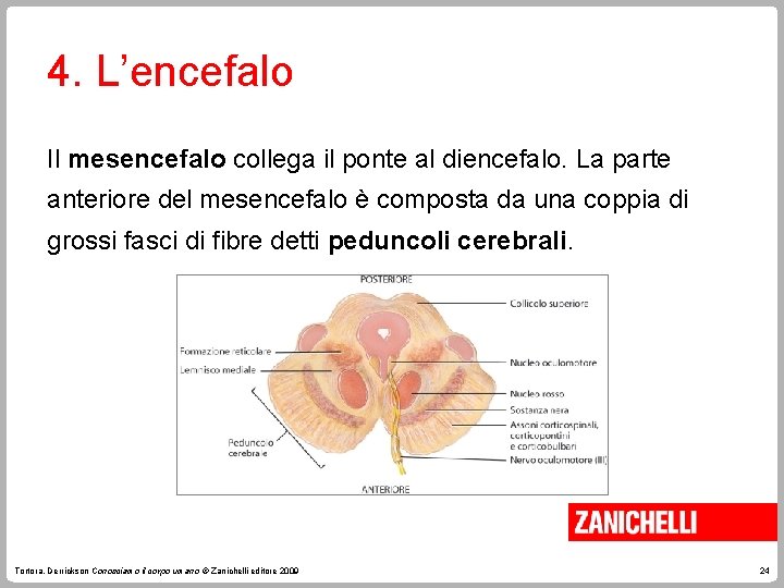 4. L’encefalo Il mesencefalo collega il ponte al diencefalo. La parte anteriore del mesencefalo