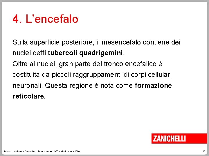 4. L’encefalo Sulla superficie posteriore, il mesencefalo contiene dei nuclei detti tubercoli quadrigemini. Oltre