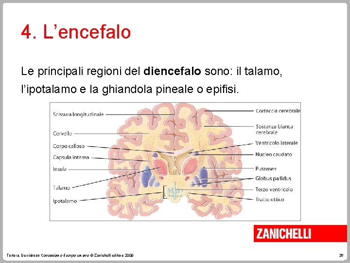 4. L’encefalo Le principali regioni del diencefalo sono: il talamo, l’ipotalamo e la ghiandola