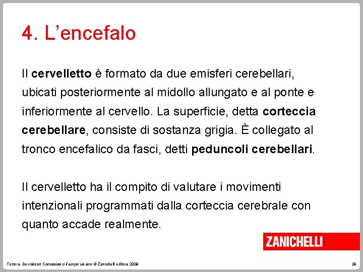 4. L’encefalo Il cervelletto è formato da due emisferi cerebellari, ubicati posteriormente al midollo