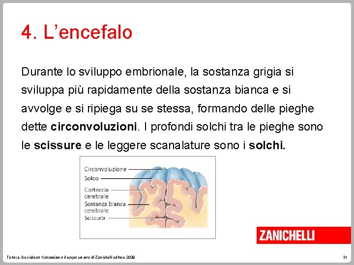 4. L’encefalo Durante lo sviluppo embrionale, la sostanza grigia si sviluppa più rapidamente della