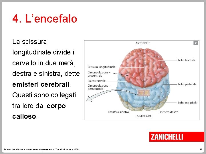 4. L’encefalo La scissura longitudinale divide il cervello in due metà, destra e sinistra,