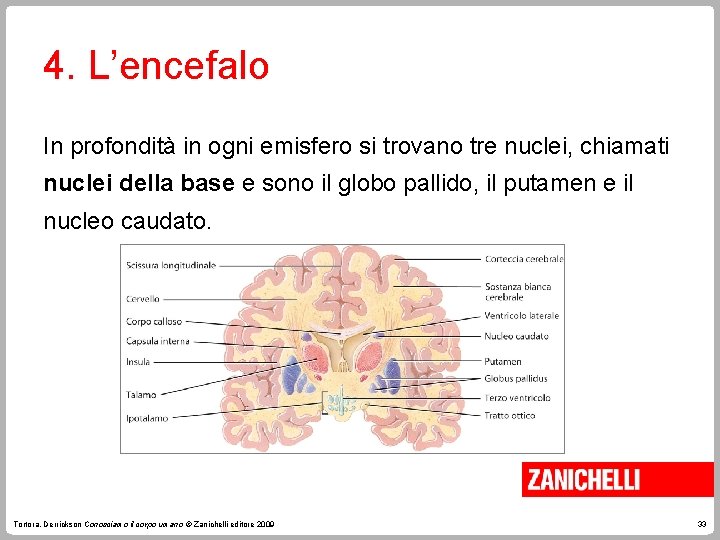 4. L’encefalo In profondità in ogni emisfero si trovano tre nuclei, chiamati nuclei della