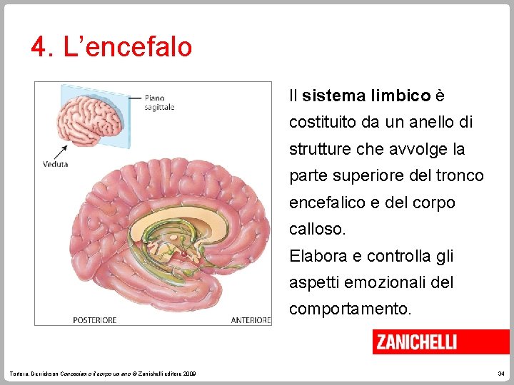 4. L’encefalo Il sistema limbico è costituito da un anello di strutture che avvolge